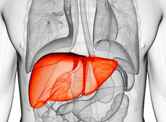 Ilustración anatómica del hígado destacado dentro de la cavidad abdominal
